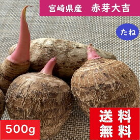 赤芽大吉 【種芋】 送料無料 500g セレベス 栽培 宮崎県産 赤芽芋 さといものたね おいしい里芋 家庭菜園 赤い芽の里芋 生産地直送 さといもの種子通販 免疫力を高める