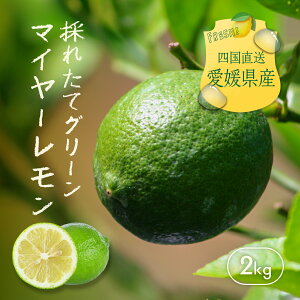 ���Q���Y �}�C���[������ 2kg �I�����W ���Y������ �����V �y���_�� ���b�N�X�s�g�p�z�O���[�������� �N�G���_ ��J�� ���e �r�^�~��C