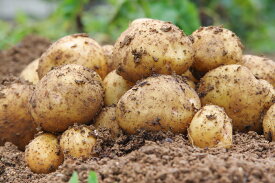 ★新じゃが★北海道産キタアカリ 10kg ※九州・北海道・沖縄は別途送料　じゃが芋　野菜 シチュー　カレー　スイーツ