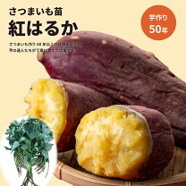 楽天市場】さつまいも 苗 1000本の通販 