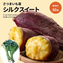 楽天市場】紅はるか 苗 茨城の通販