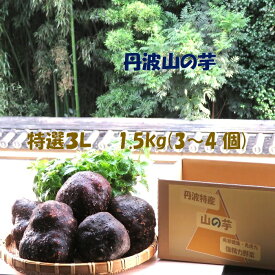 新芋 最高級 プレミアム 丹波山の芋 特選3L 1.5キロ (2～4個) つくね芋 新鮮 粘りが段違い 極上のきめ細かさ とろろ 山芋 濃厚食感 冬ギフト ご贈答