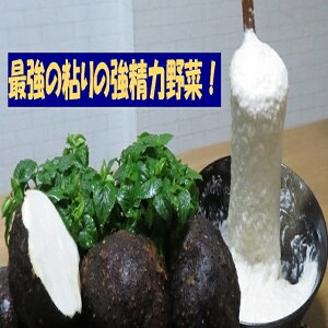 Ƃꂽ ߘa7NY V OgR̈ 荠L 2L (5`9) P ˈ R Ƃ VN  e N ݒɗǂ