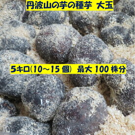 種芋 大玉 5キロ (10～15個) 100株分 丹波山の芋 つくね芋 家庭菜園 栽培 食用OK