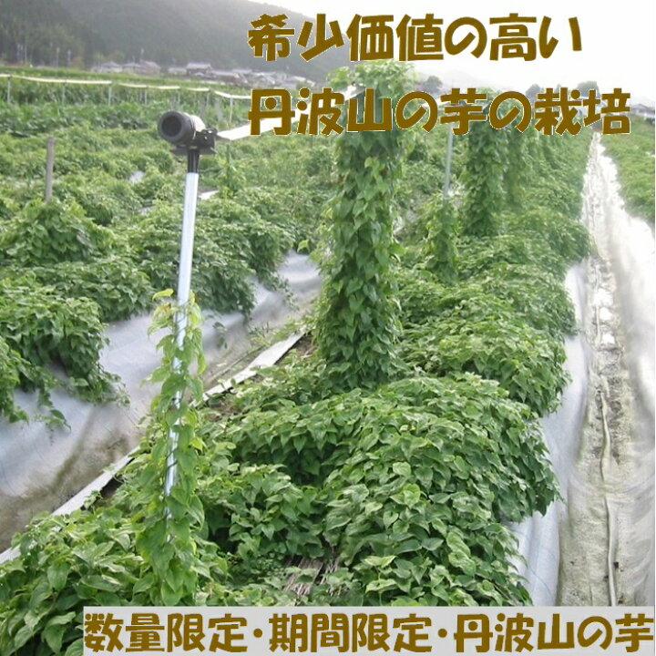 楽天市場】後は植えるだけ カット種芋 2キロ (24～30個) 丹波山の芋 