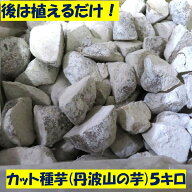 後は植えるだけ カット種芋 5キロ (60～75個) 丹波山の芋 タネイモ つくね芋 家庭菜園 栽培