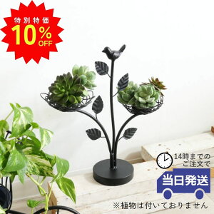 _X[p[SALEő50ItN[|L^yz t[x[X Lhz_[ LEDt  ACA G 킢    K[fjOG ubN ϗtA 