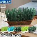 【楽天1位】【レビュー3,800件突破】ミクニ 卓上加湿器 ミスティガーデン2nd エコロジー加湿器 気化式加湿器 小型加湿…