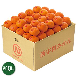 Ε  N[| Mtg t[c ݂ QY ^݂ 10kg Ε Ε 2025  ~ p lߍ킹  ΕMtg lC  i Fl e Ƒ e  j