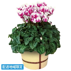 yGg[P10{z Ε  N[| ~Mtg Mtg  VN uAojRv Ε Ε 2025  ~ p lߍ킹  ΕMtg lC  i Fl e