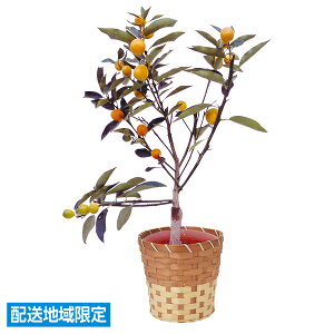 yGg[P10{z Ε  N[| ~Mtg Mtg  񂩂 Ε Ε 2025  ~ p lߍ킹  ΕMtg lC  i Fl e Ƒ e 