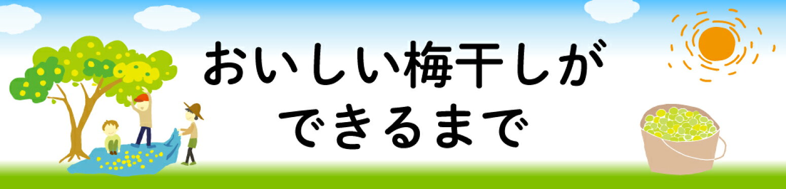 おいしい梅干しができるまで