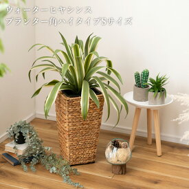 プランター ウォーターヒヤシンス 鉢 インテリア アジアン 観葉植物 入れ カバー 雑貨 ブラウン 室内 植木鉢 茶色 おしゃれ シンプル ポット ナチュラル 編み 収納 円型 鉢植え 植木 植物 グリーン 花台 円形 リゾート かご 園芸 北欧 オフィス キッチン カフェ 完成品