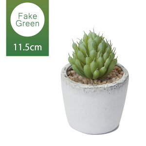 ハオルチア 花 観葉植物の人気商品 通販 価格比較 価格 Com