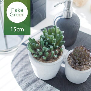 ハオルチア 花 観葉植物の人気商品 通販 価格比較 価格 Com