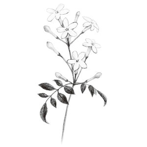 A} CZX GRASSE TOKYO O[XgELE y[p[CZX ʃP[X }b`t 15 AR ̂ g tOX Mtg