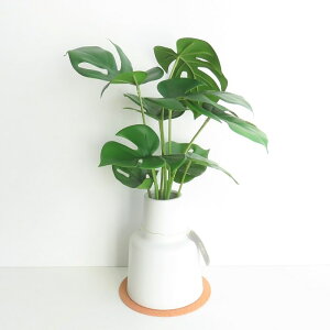 ϗtA  GNA O[i[Ct LTCY RNR[X^[t CTG}H tFCNO[ A L R h  CeA