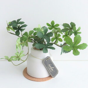 ϗtA  GNA O[i[Ct STCY RNR[X^[t CTG}H tFCNO[ A L R h  CeA