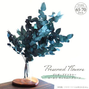 �h���C�t�����[ �v���U�[�u�h�t�����[ ���[�J�� �M���}���o ��140g�� ��L65�`70cm �V�R�f�� ���[�t �t�� �}�� �ԍ� �A�����W�����g �O���[�� �� �C���e���A