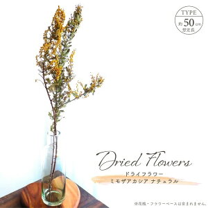 yyVX[p[SALE 10%OFFzhCt[ ~U AJVA i` S50cm VRf [t ԕ t } n_ CG[ IW AWg CeA