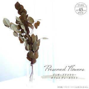 �h���C�t�����[ �v���U�[�u�h�t�����[ �|�v���X 40g�� ��L45cm �V�R�f�� ���[�t �t�� �}�� �ԍ� �A�����W�����g �O���[�� �� �C���e���A