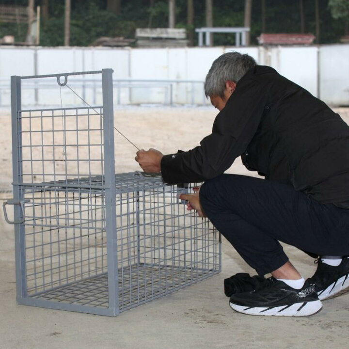 楽天市場】小動物用 箱罠 片扉 檻 イノシシ アナグマ ハクビシン 