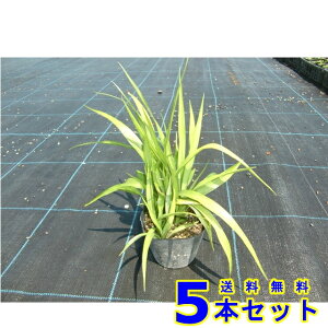 L`WE\E (gˑ@R쑐) 10.5p 5{ OhJo[@@G\h