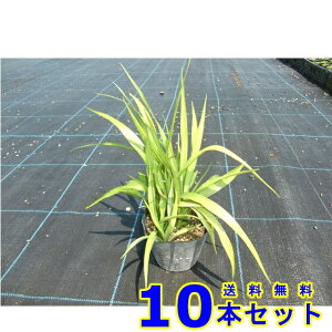 キチジョウソウ (吉祥草 山野草) 10.5p 10本 グランドカバー 下草 雑草予防