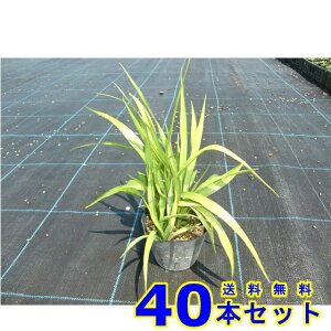 キチジョウソウ (吉祥草 山野草) 10.5p 40本 グランドカバー 下草 雑草予防