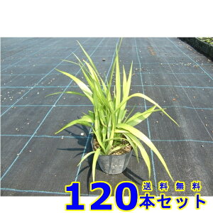 L`WE\E (gˑ@R쑐) 10.5p 120{ OhJo[@@G\h