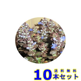 アジュガ・チョコレートチップ (多年草) 9.0p 10本 グランドカバー　下草　雑草予防