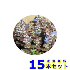 アジュガ・チョコレートチップ (多年草) 9.0p 15本 グランドカバー　下草　雑草予防