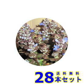 アジュガ・チョコレートチップ (多年草) 9.0p 28本 グランドカバー　下草　雑草予防
