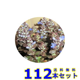 アジュガ・チョコレートチップ (多年草) 9.0p 112本 グランドカバー　下草　雑草予防