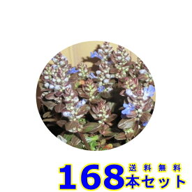 アジュガ・チョコレートチップ (多年草) 9.0p 168本 グランドカバー　下草　雑草予防