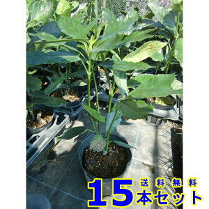 クロアオキ (アオキ) 15.0p 15本 樹高0.4m前後 15.0p 植木 苗木 シンボルツリー 生垣