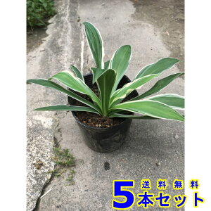 tCz\oM{EV (חt[@N) 10.5p 5{ OhJo[@@G\h