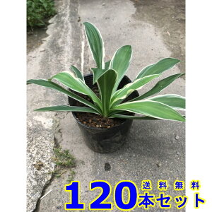 tCz\oM{EV (חt[@N) 10.5p 120{ OhJo[@@G\h