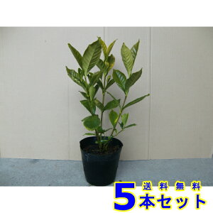 K[fjAN`iV (q@d @GN`iV) 15.0p 5{ 0.3mO 15.0p A؁@c؁@V{c[@_