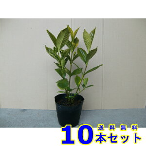 K[fjAN`iV (q@d @GN`iV) 15.0p 10{ 0.3mO 15.0p A؁@c؁@V{c[@_