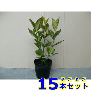 K[fjAN`iV (q@d @GN`iV) 15.0p 15{ 0.3mO 15.0p A؁@c؁@V{c[@_