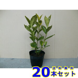 K[fjAN`iV (q@d @GN`iV) 15.0p 20{ 0.3mO 15.0p A؁@c؁@V{c[@_