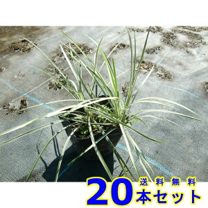 Vo[hS (◳) 10.5p 20{ OhJo[@@G\h