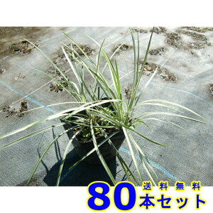 Vo[hS (◳) 10.5p 80{ OhJo[@@G\h