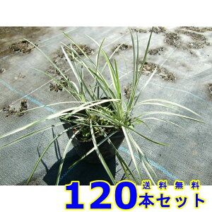 Vo[hS (◳) 10.5p 120{ OhJo[@@G\h