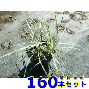 Vo[hS (◳) 10.5p 160{ OhJo[@@G\h