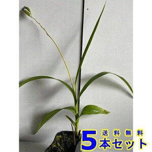 V () 10.5p 5{ OhJo[@@G\h