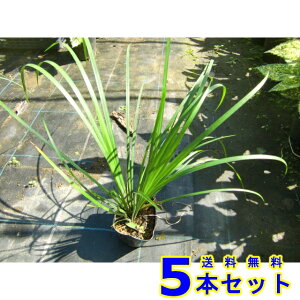 ZLVE (Ώ) 10.5p 5{ OhJo[@@G\h