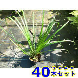 ZLVE (Ώ) 10.5p 40{ OhJo[@@G\h