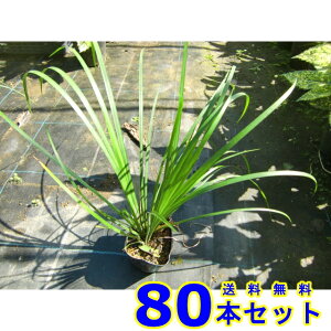 ZLVE (Ώ) 10.5p 80{ OhJo[@@G\h